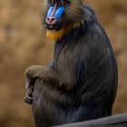 Mandrill im Zoo Dresden