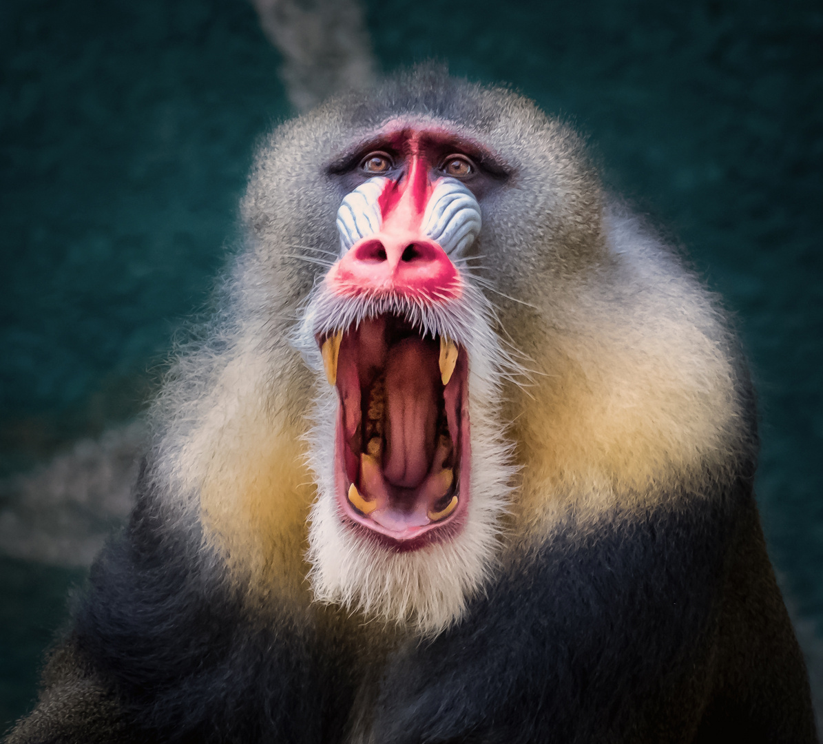 Mandrill im Zoo Duisburg