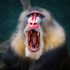 Mandrill im Zoo Duisburg