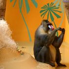 Mandrill im Zoo Hellabrunn