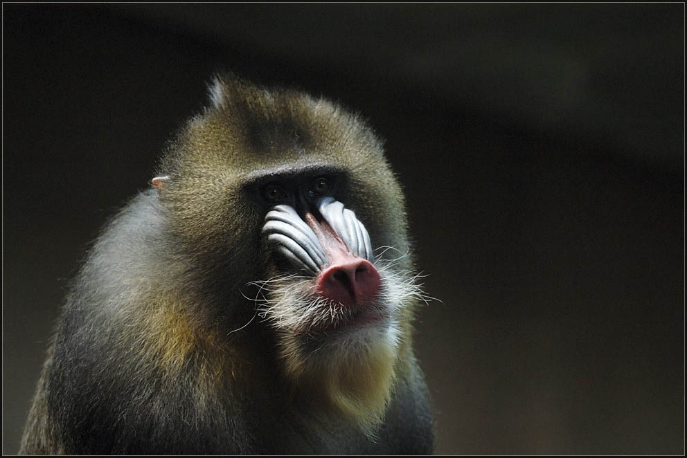 Mandrill in the dark