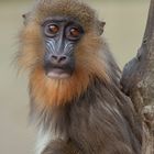 Mandrill Junior