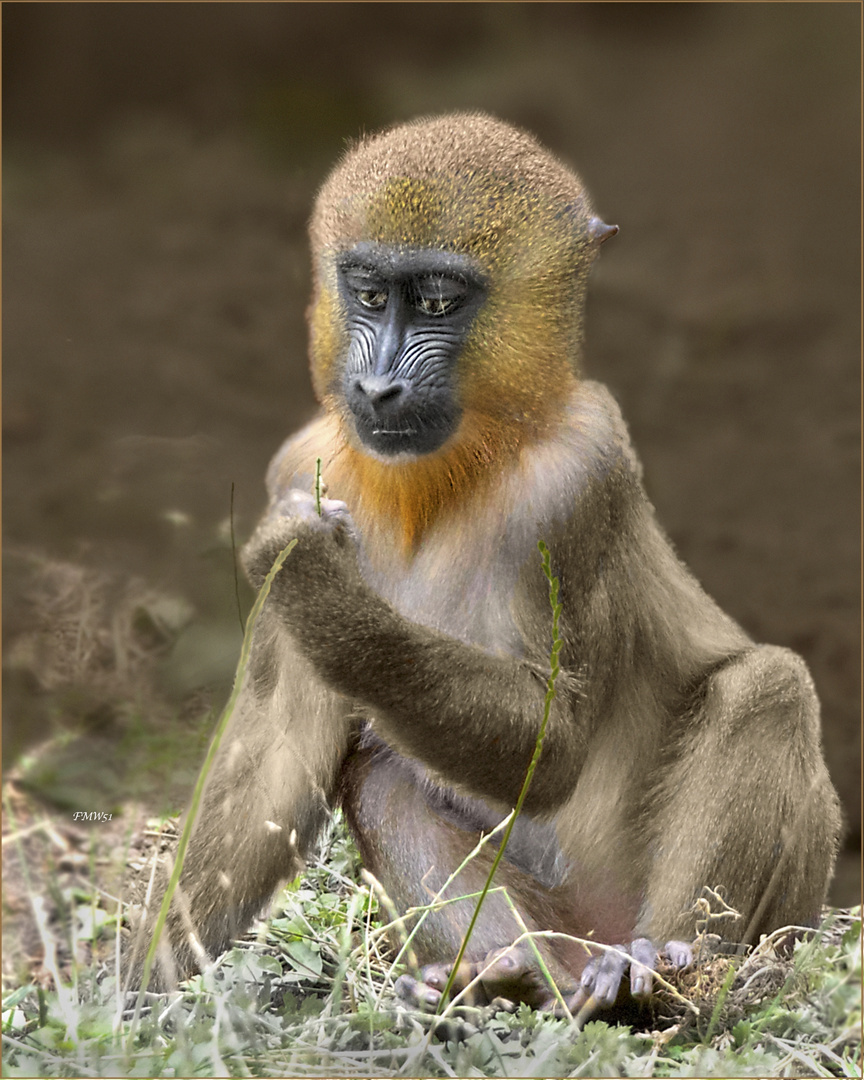 Mandrill Kid