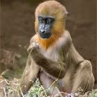 Mandrill Kid