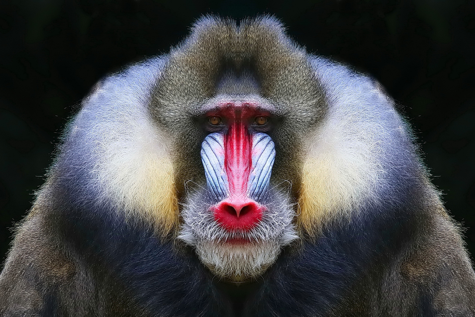 Mandrill-Kreuzung