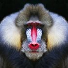 Mandrill-Kreuzung