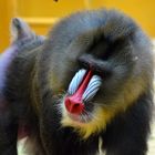 Mandrill Männchen