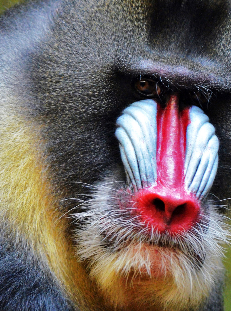 Mandrill Männchen