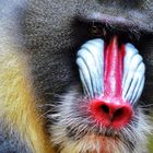 Mandrill Männchen