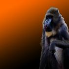 Mandrill mal lässig,chillig