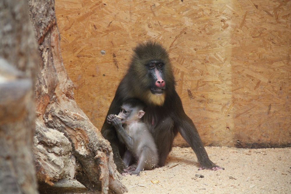 Mandrill Mama und Baby