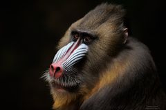 Mandrill [Mandrillus sphinx]