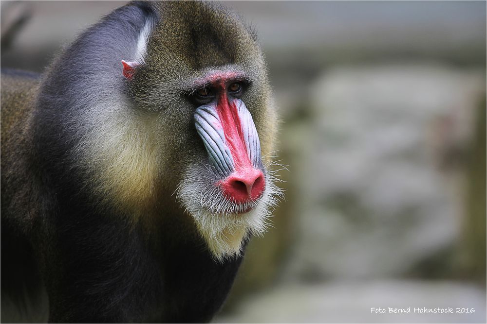 Mandrill ..... Mandrillus sphinx