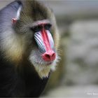 Mandrill ..... Mandrillus sphinx