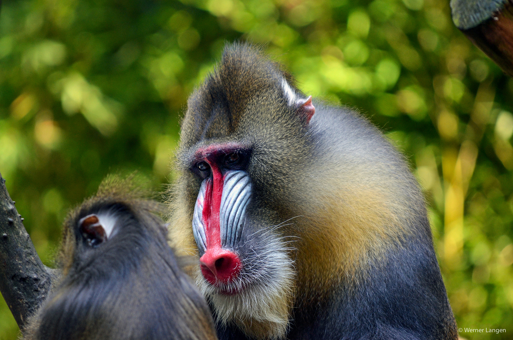 Mandrill (Mandrillus sphinx)