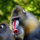 Mandrill (Mandrillus sphinx)