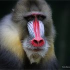 Mandrill ..... Mandrillus sphinx