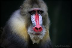 Mandrill ..... Mandrillus sphinx