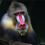 Mandrill ..... Mandrillus sphinx