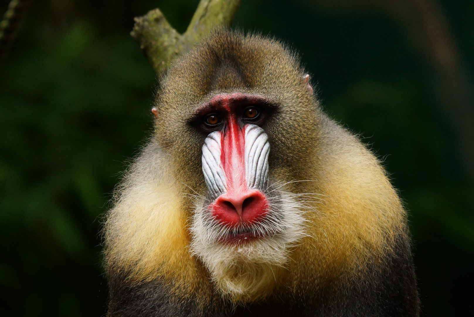 Mandrill (Mandrillus sphinx) Ernst