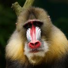 Mandrill (Mandrillus sphinx) Ernst