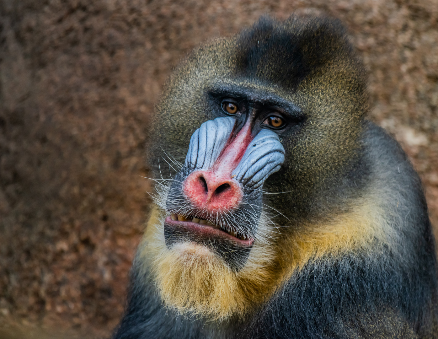 Mandrill-Mann