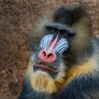 Mandrill-Mann