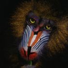 mandrill paint