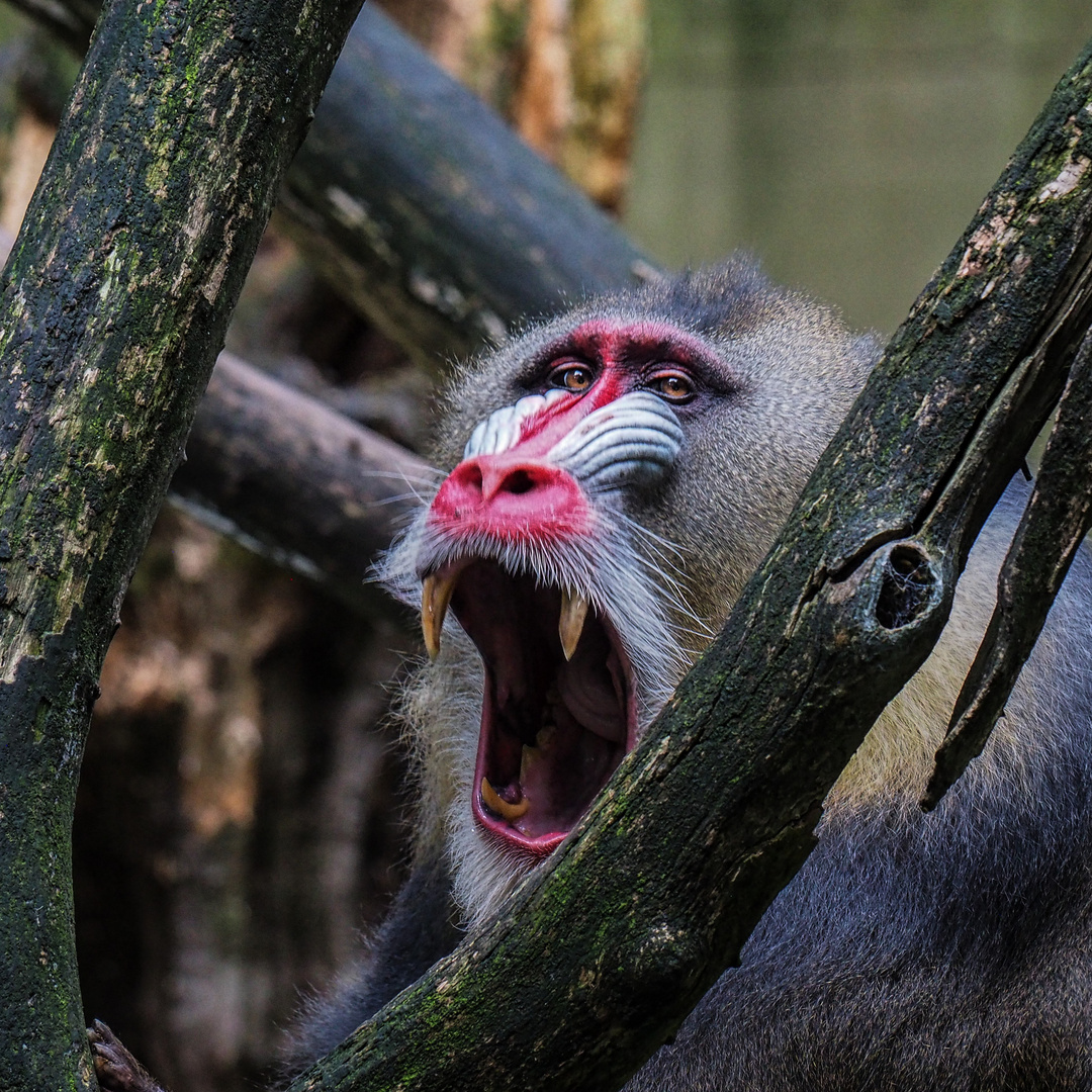 Mandrill Pavian