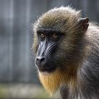 Mandrill Porträt