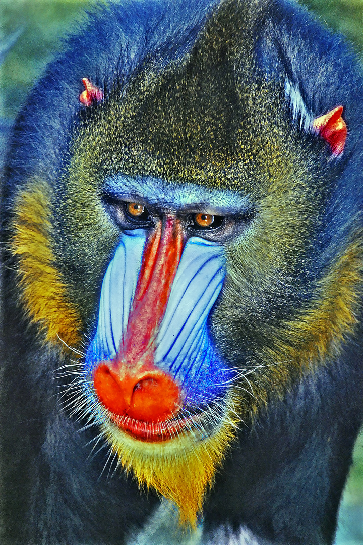 Mandrill Porträt