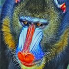 Mandrill Porträt