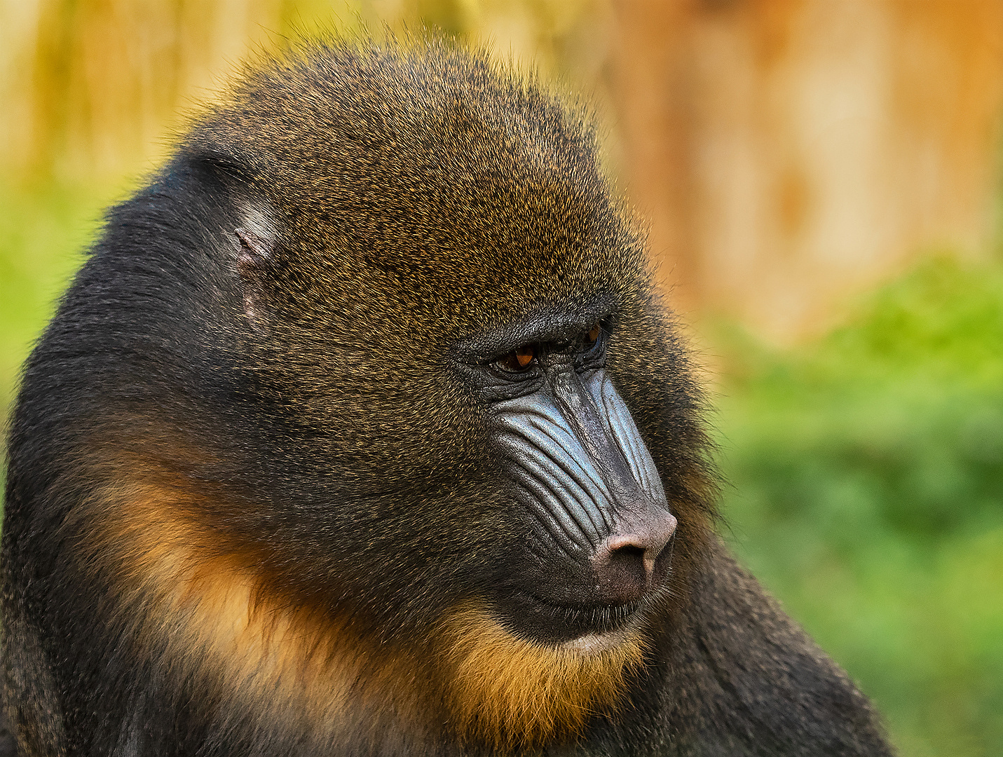 Mandrill Portrait 001b