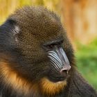 Mandrill Portrait 001b