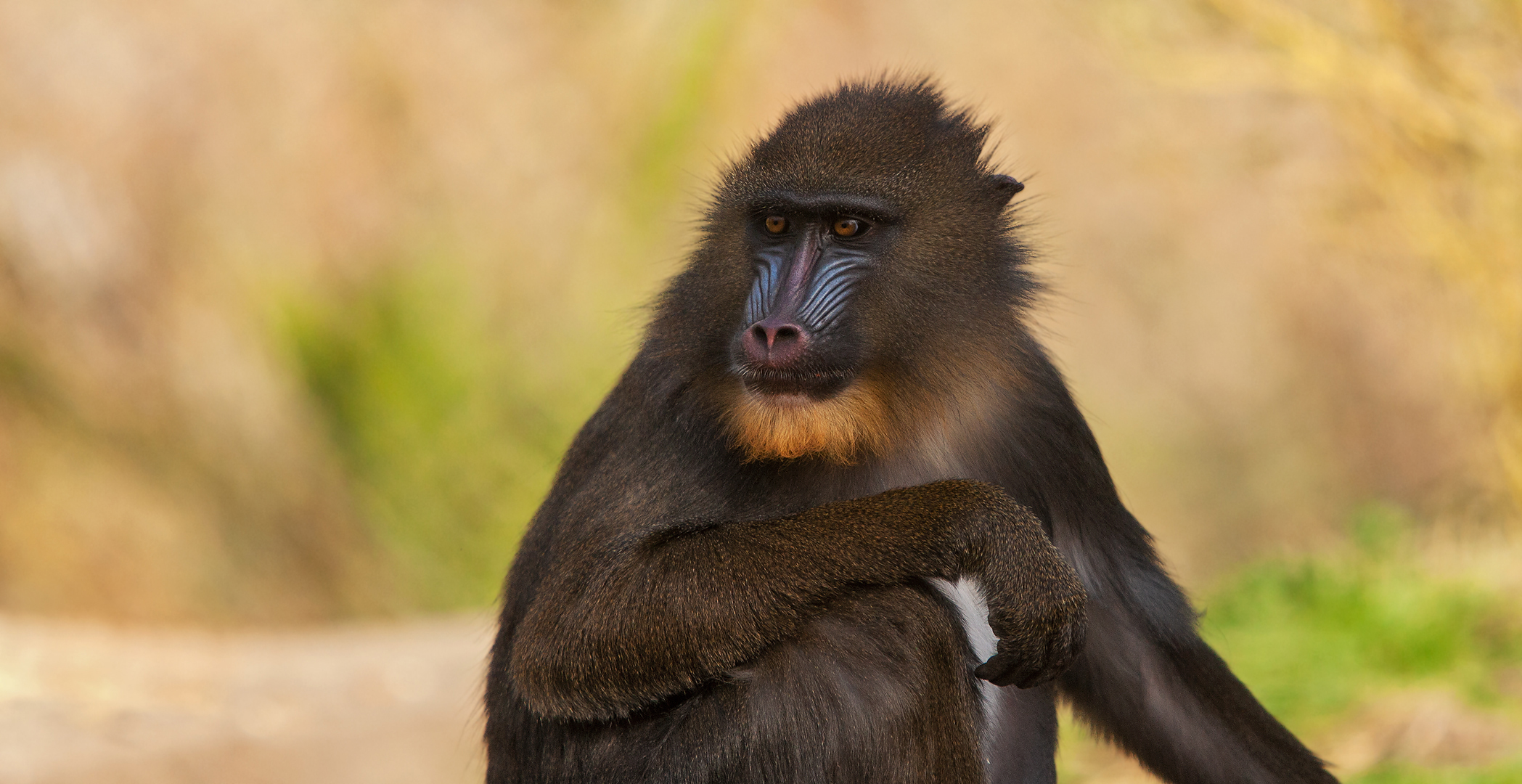 Mandrill-Portrait 002