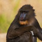 Mandrill-Portrait 002