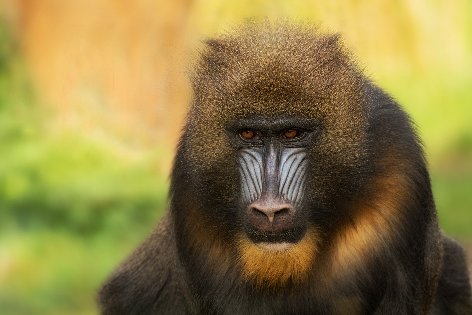 Mandrill-Portrait 