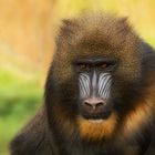 Mandrill-Portrait 