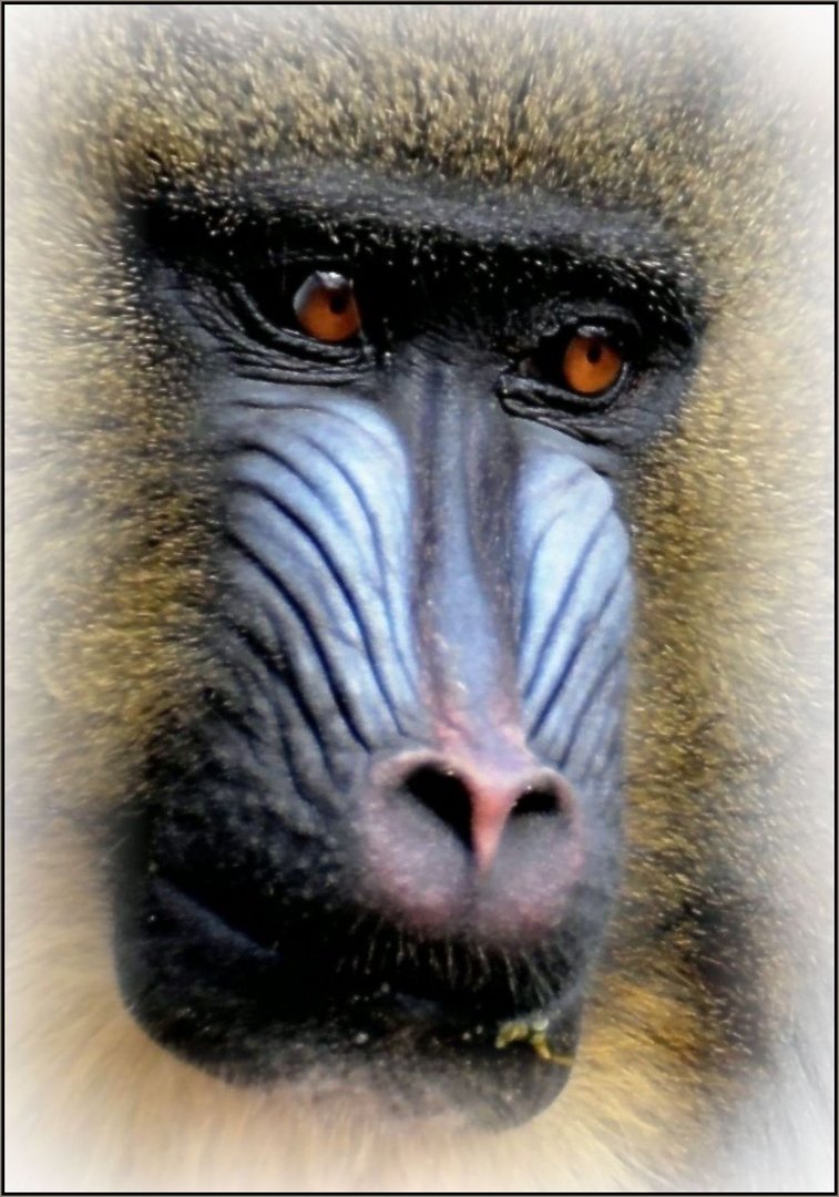 Mandrill - Portrait - (3)