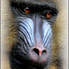 Mandrill - Portrait - (3)