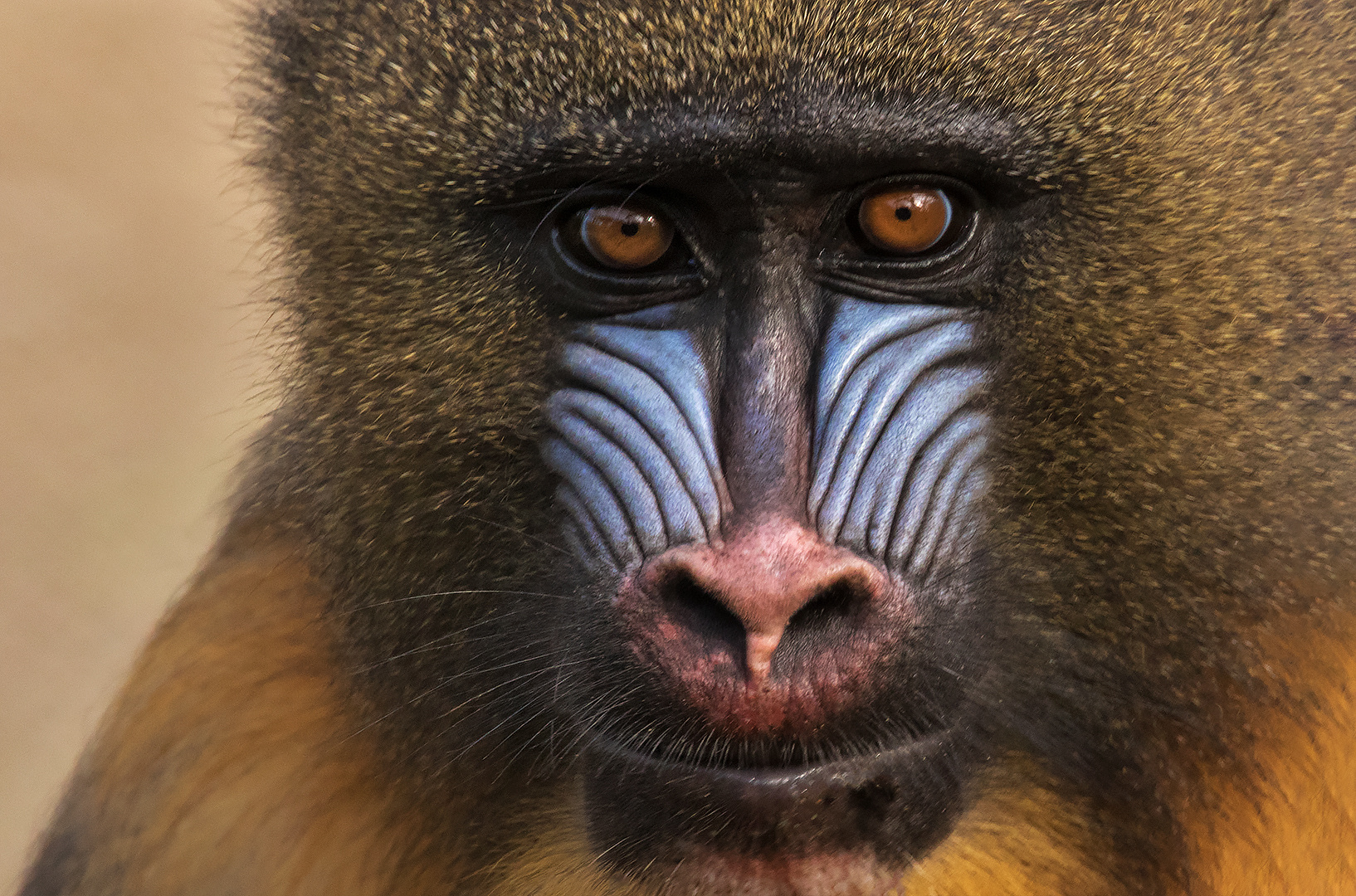 Mandrill-Portrait