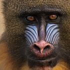 Mandrill-Portrait