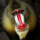 Mandrill-Portrait....