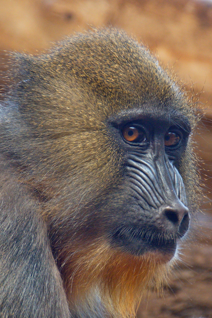 Mandrill Portrait