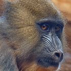 Mandrill Portrait