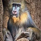 Mandrill - Portrait