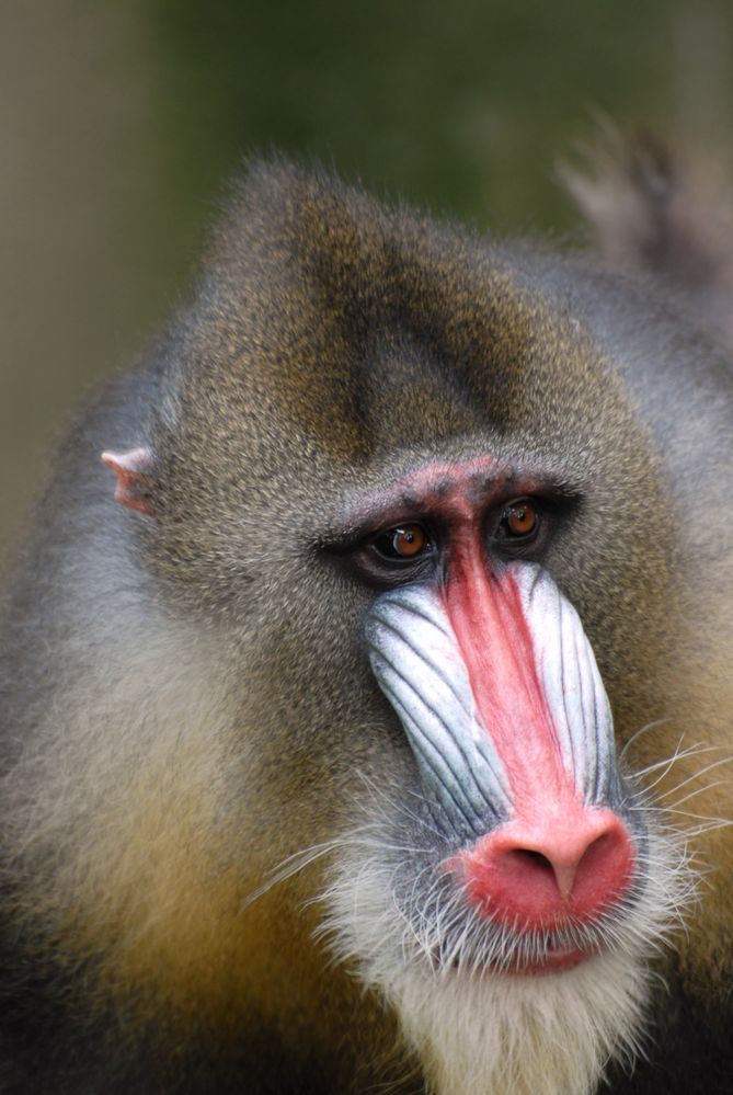 Mandrill-Portrait