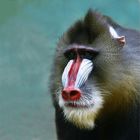 Mandrill - Portrait