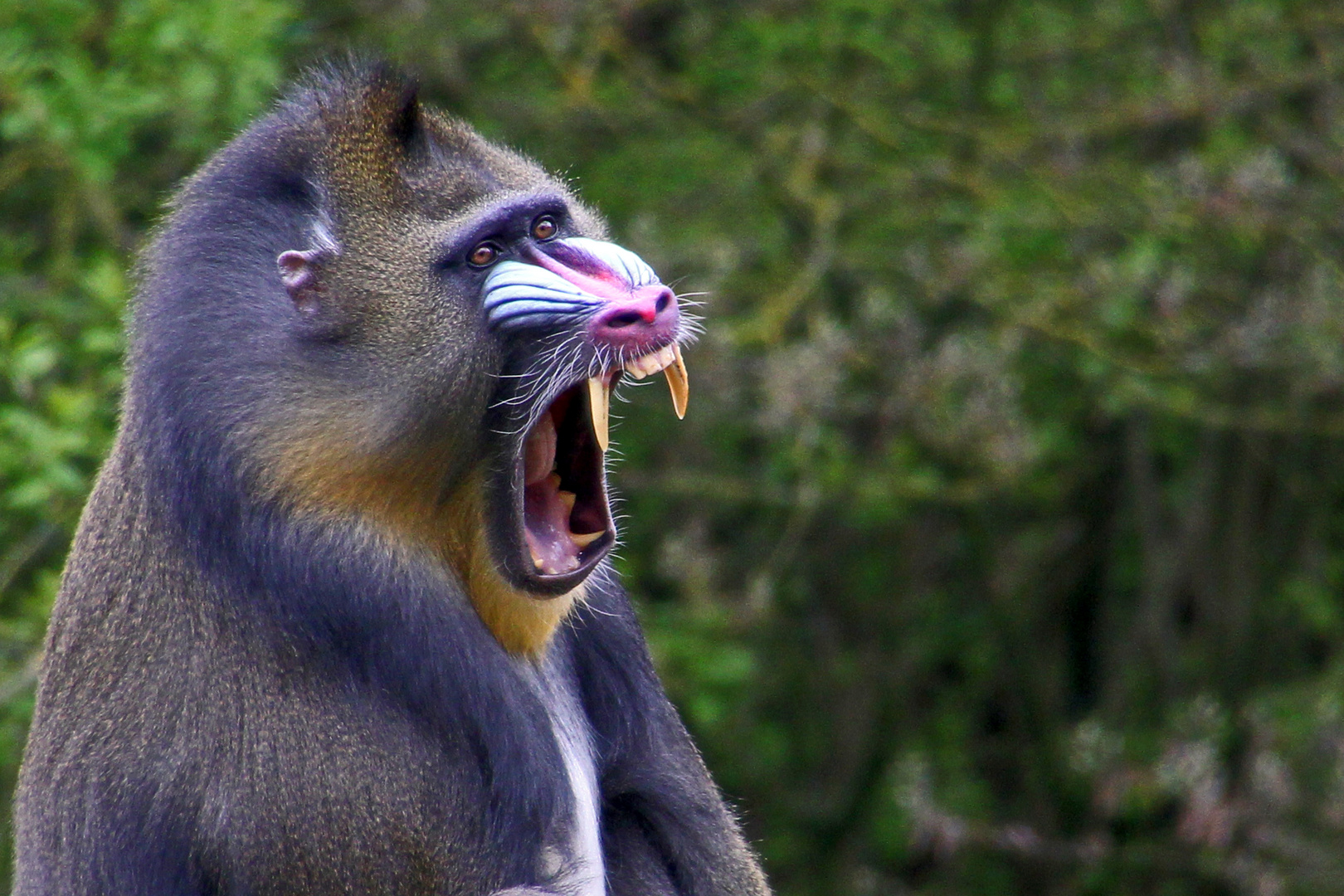 Mandrill, Safaripark Hodenhagen