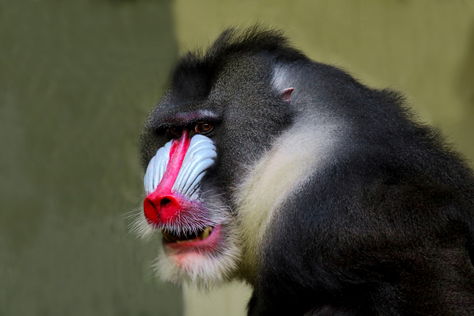 Mandrill schaut genervt